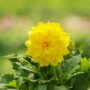 Dahlia – Hypnotica Yellow – 6.5″ Pot